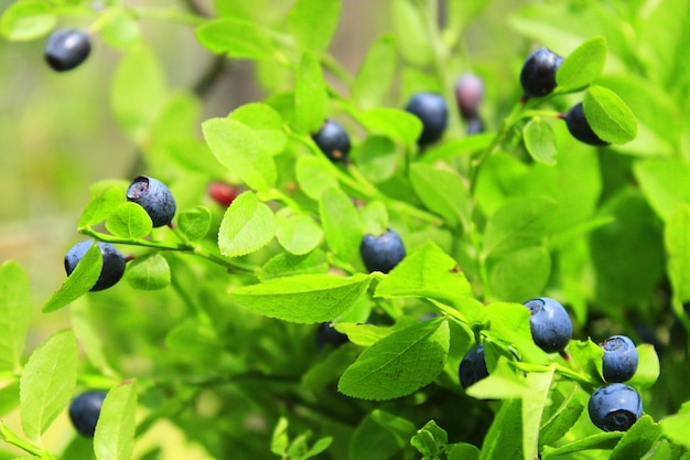 green bush with bilberry in the forest