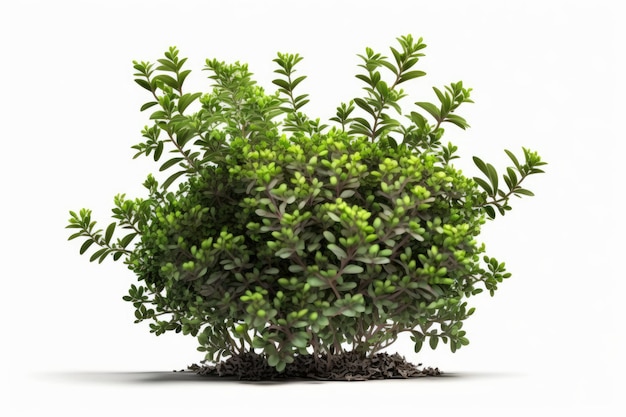 A green bush with leaves