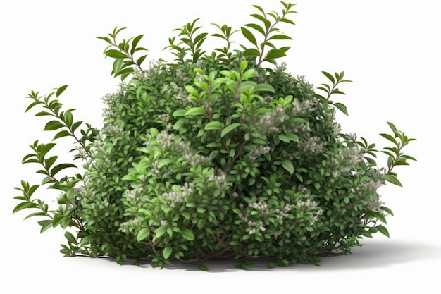 A green bush with white flowers