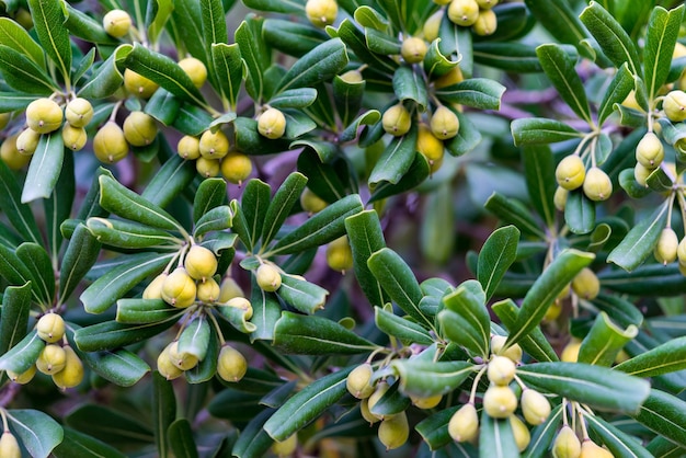 Green bush with yellow fruits of capers closeup