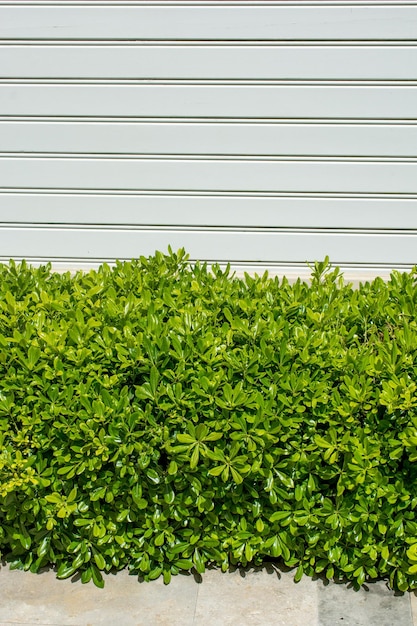 Green bush and wood panels used as wall cover