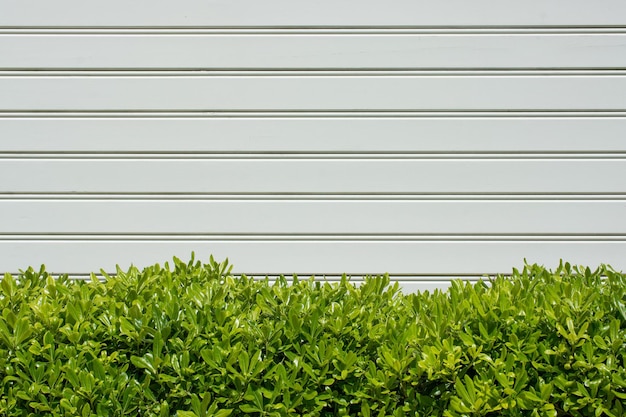 green bush and wood panels used as wall cover