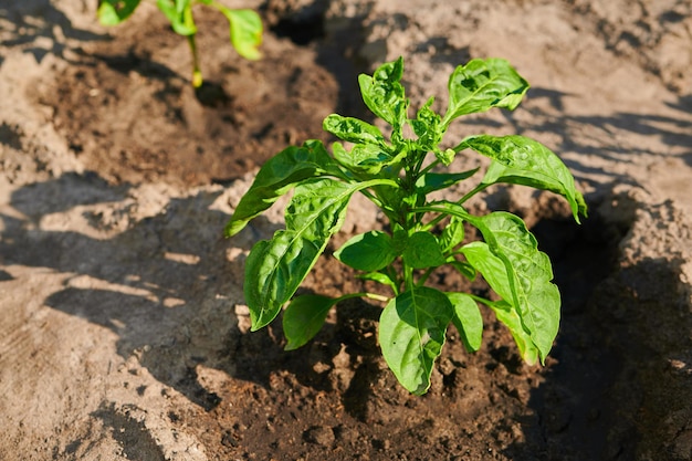 Green bushes of bell peppers on a gardening