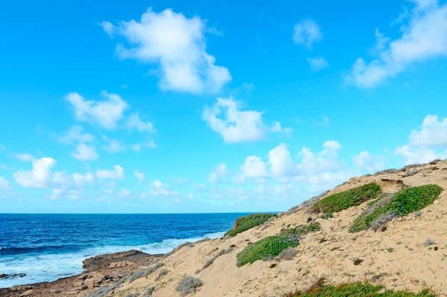 Green bushes by argentiera sea sardinia