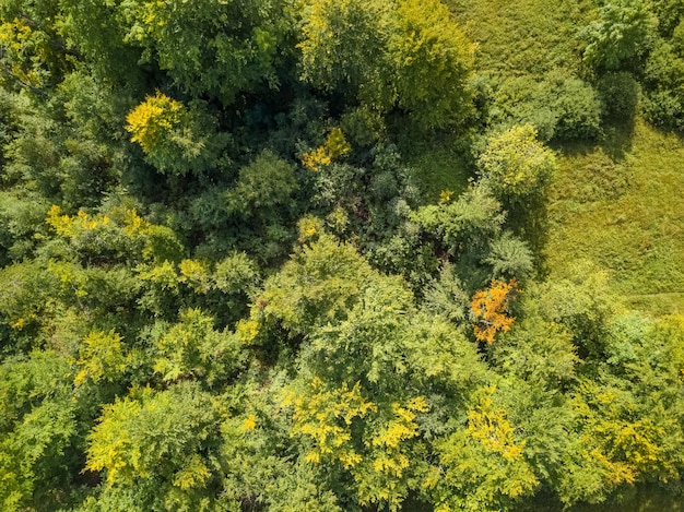 Green Bushes Flat Lay Aerial View