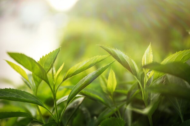 Green bushes foliage outdoors