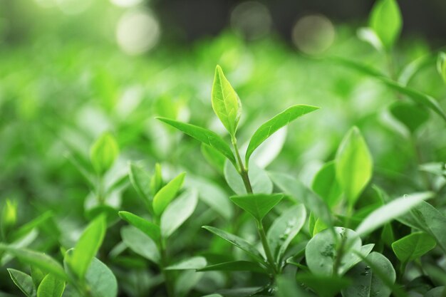 屋外の緑の茂み