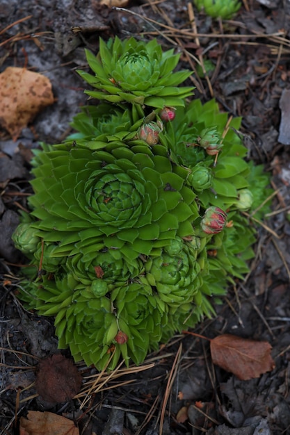 松林に生えている植物の緑の茂み