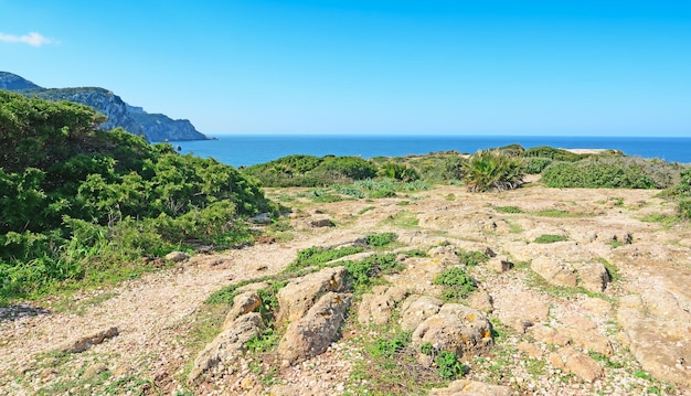 Green bushes in Porticciolo coastline Sardinia