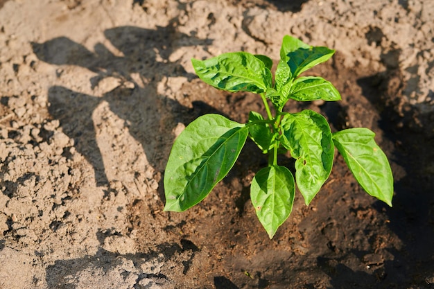 Green bushes shoots of bell pepper