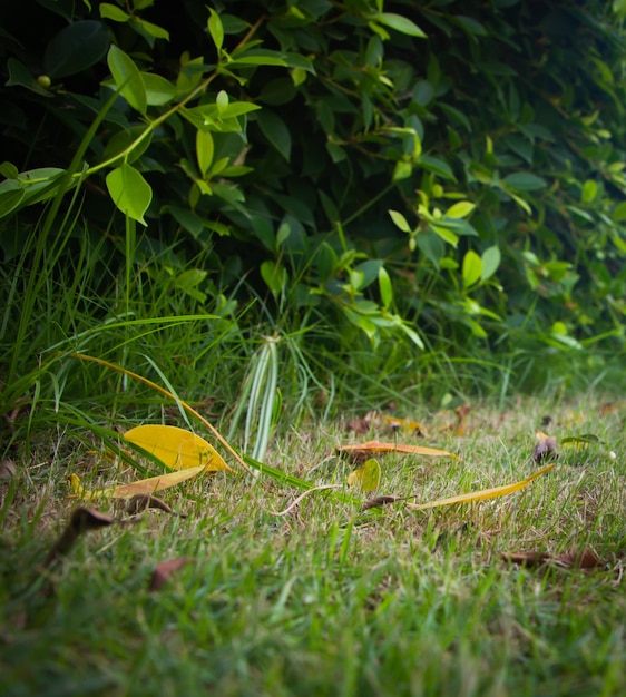 Green bushes used to decorate the gardenbackground