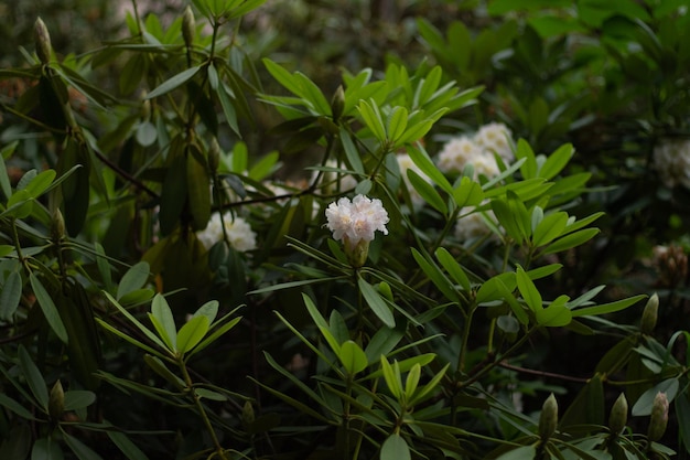 Photo green bushes with pink and white flowers