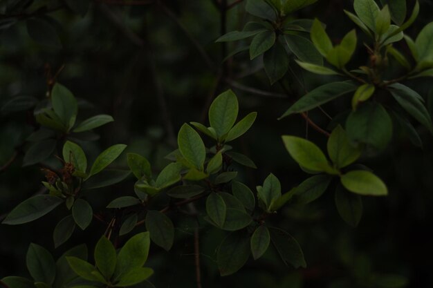 Green bushes with pink and white flowers