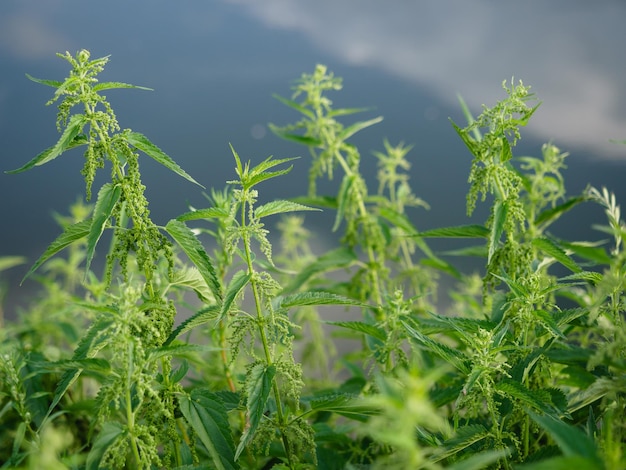 Green bushes of young nettles closeup Folk medicine medicinal useful herbs