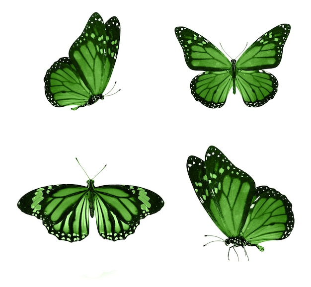 Green butterflies isolated on white background. tropical moths. insects for design. watercolor paints