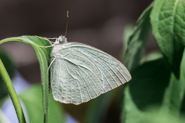 Green butterfly with flowers