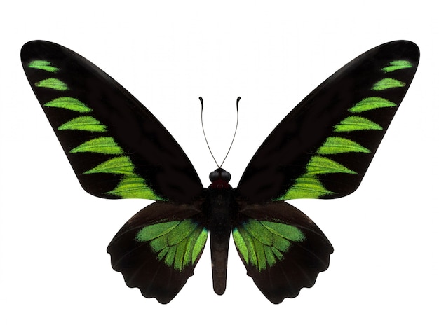 Green butterfly