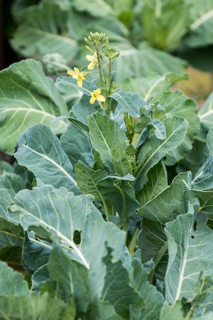 Green Cabbage cultivation