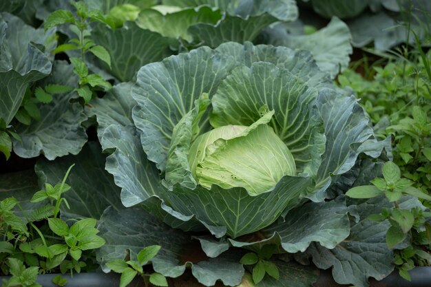 Green cabbage field on a rural hillside