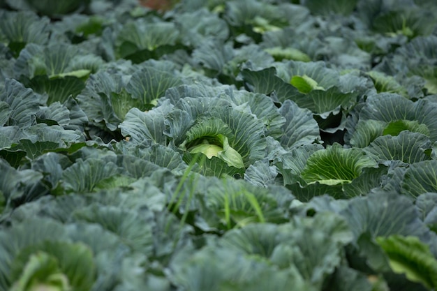 Green cabbage field on a rural hillside