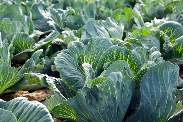 Green cabbage field