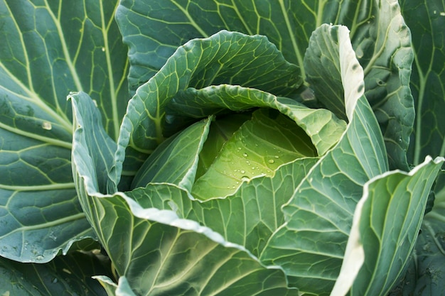 Green cabbage in the garden