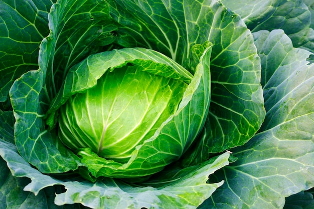 Green cabbage in the garden