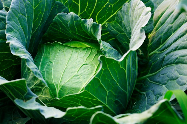 Green cabbage in the garden