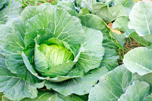 Green cabbage in the garden