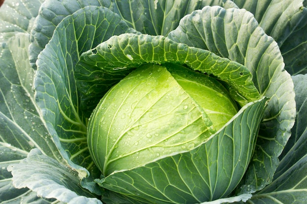 Green cabbage in the garden