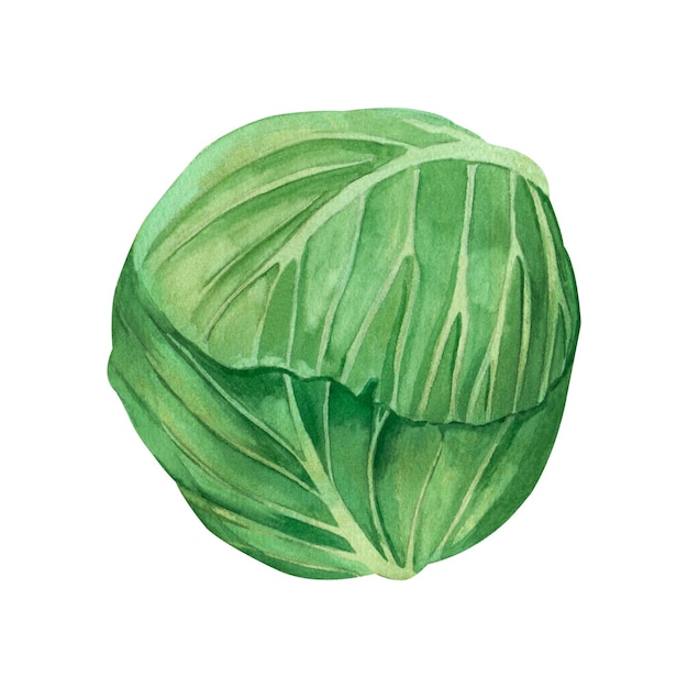 Green cabbage Green color cabbage hand drawn in watercolor on a white background