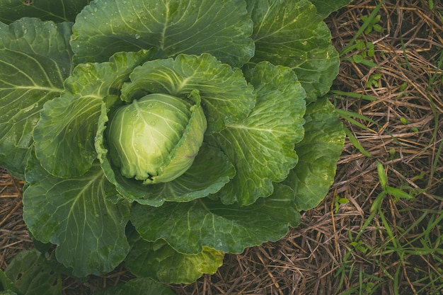 Green cabbage head in the garden with vintage filter