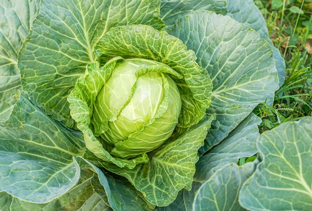 Green cabbage head in the garden