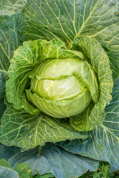 Green cabbage head in the garden