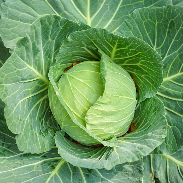 Green cabbage head in the garden