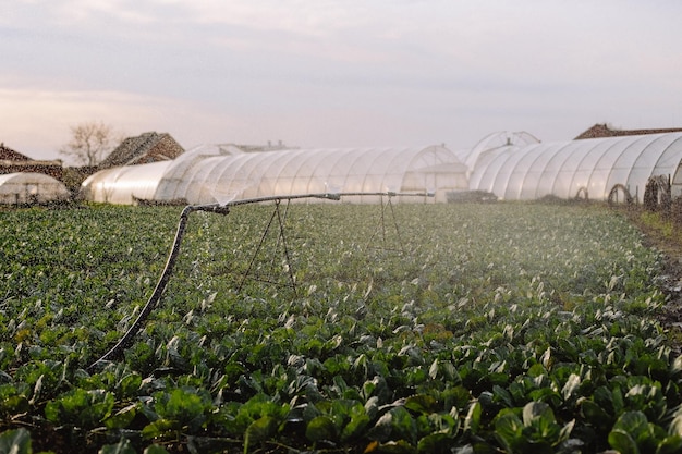 Green cabbage heads alternately grow in the field and watered