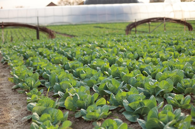 緑のキャベツの頭の列は、春先に植えられた畑で育ちます健康的な食事