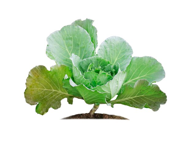 Green cabbage isolated on white background with clipping paths for graphic design