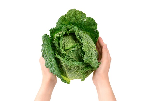 Green cabbage isolated on white background. In woman hands.