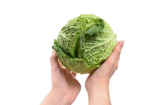 Green cabbage isolated on white background. In woman hands.