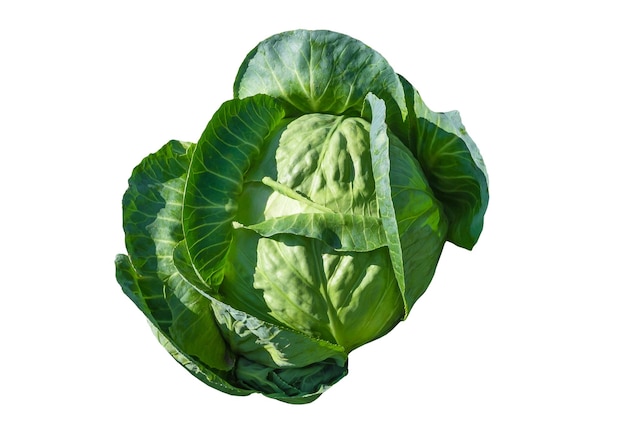 Green cabbage isolated on white background