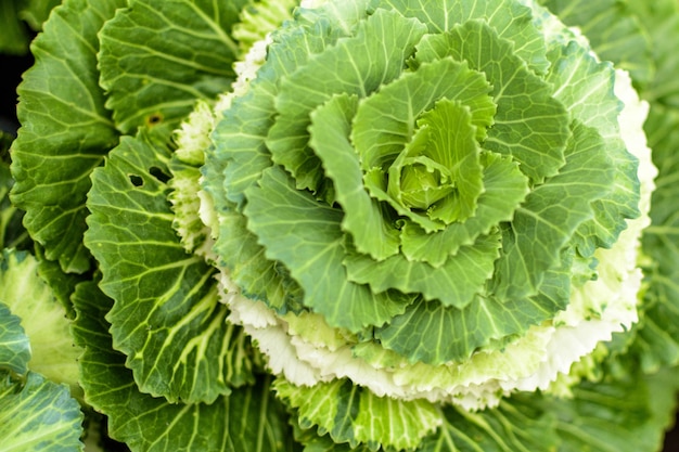 Green Cabbage Leaf Growth