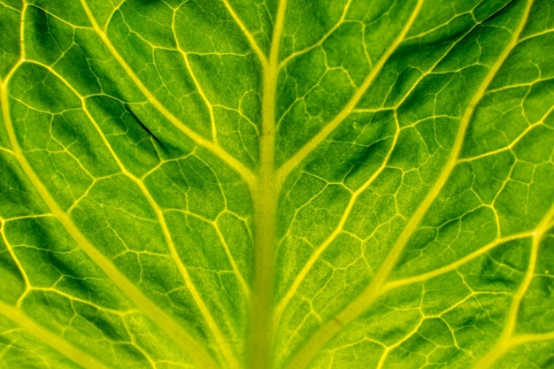 Green cabbage leaf shot closeup