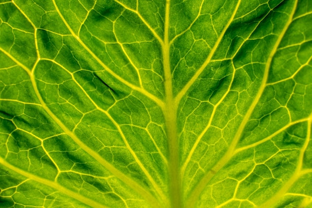 Green cabbage leaf with an interesting structure