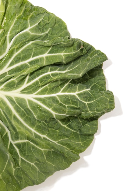 Green cabbage leaf