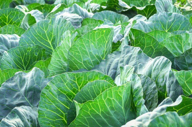 green cabbage leaves grow in the garden. cultivation of cabbage concept