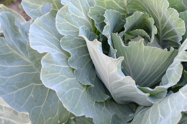 Green cabbage maturing head growing in vegetable farm