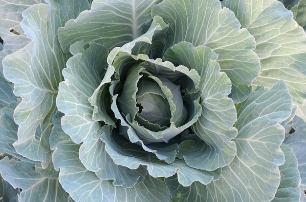 Green cabbage maturing head growing in vegetable farm