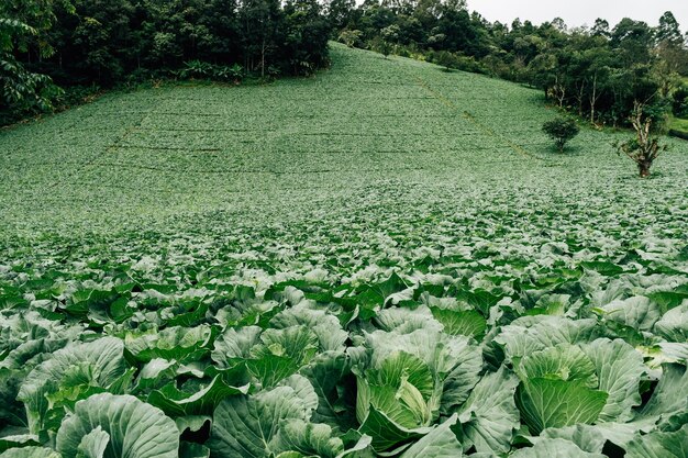 Green cabbage plantation in Thailand