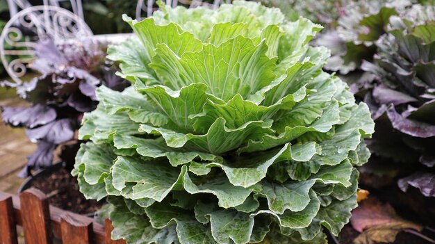 Green cabbage vegetable at the garden Ornamental cabbage